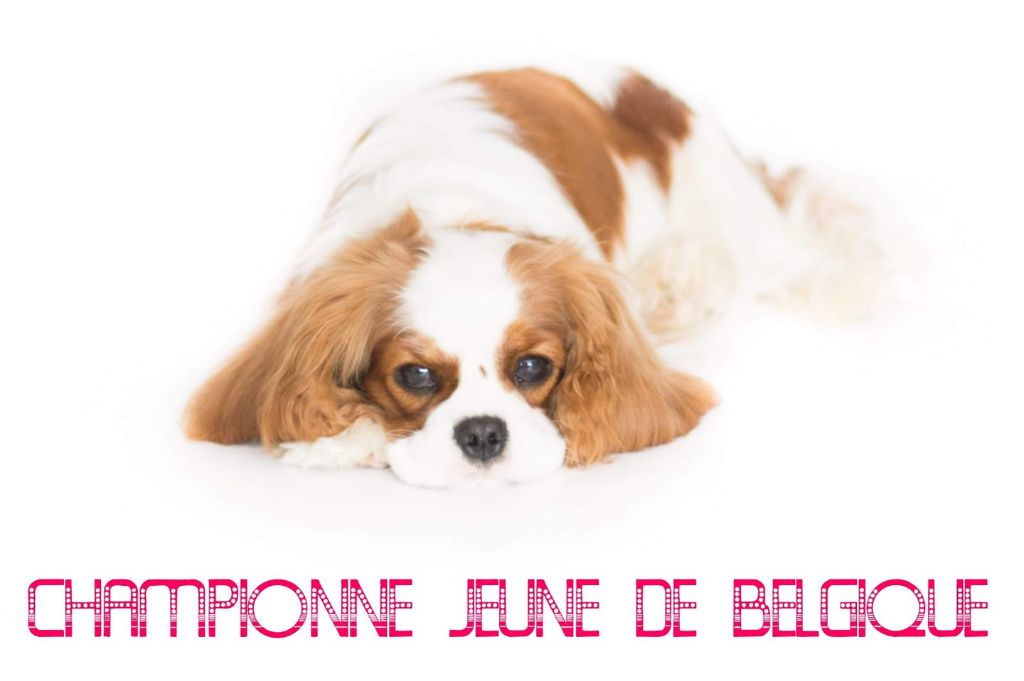 CH. Own my dream coleen de castel peyrac - 1 excellent