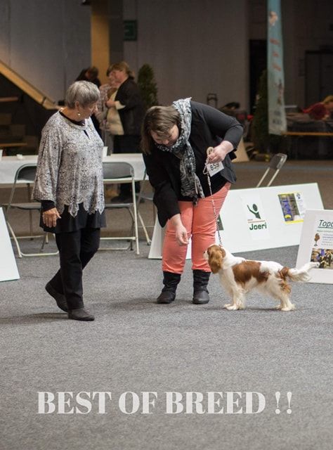 CH. Own my dream coleen de castel peyrac - 1er Excellent - MEILLEUR JEUNE - MEILLEUR DE RACE