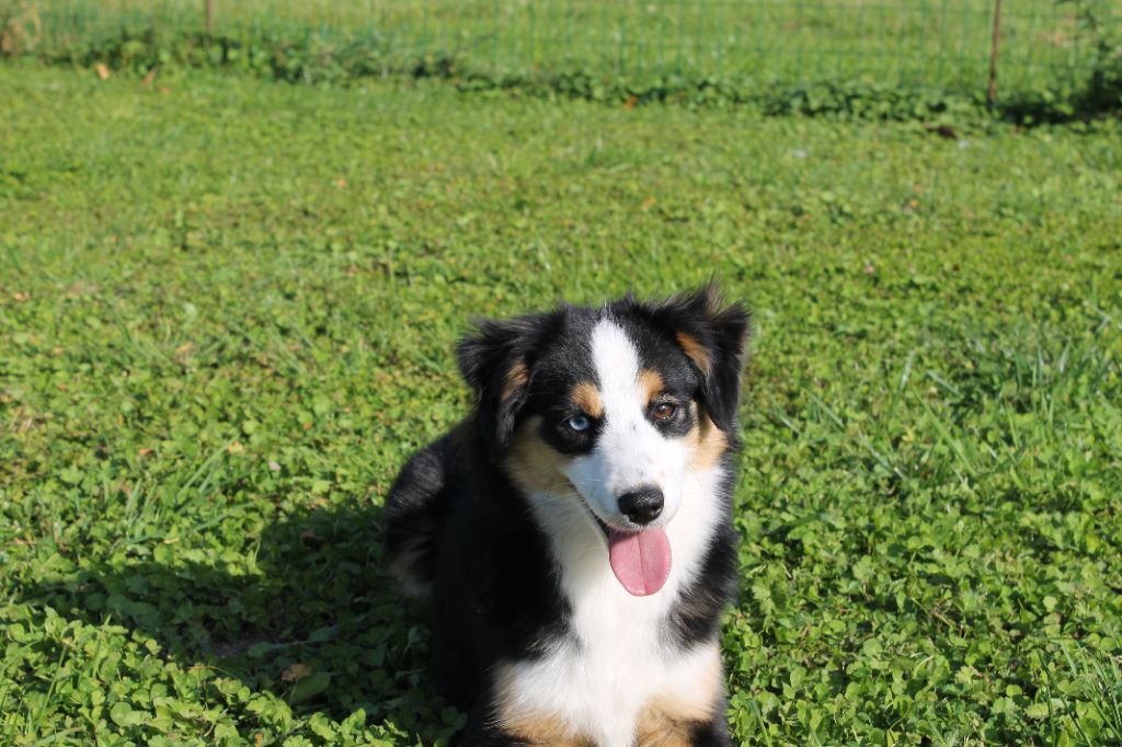 Avril little heart De La Nébuleuse De Clochette