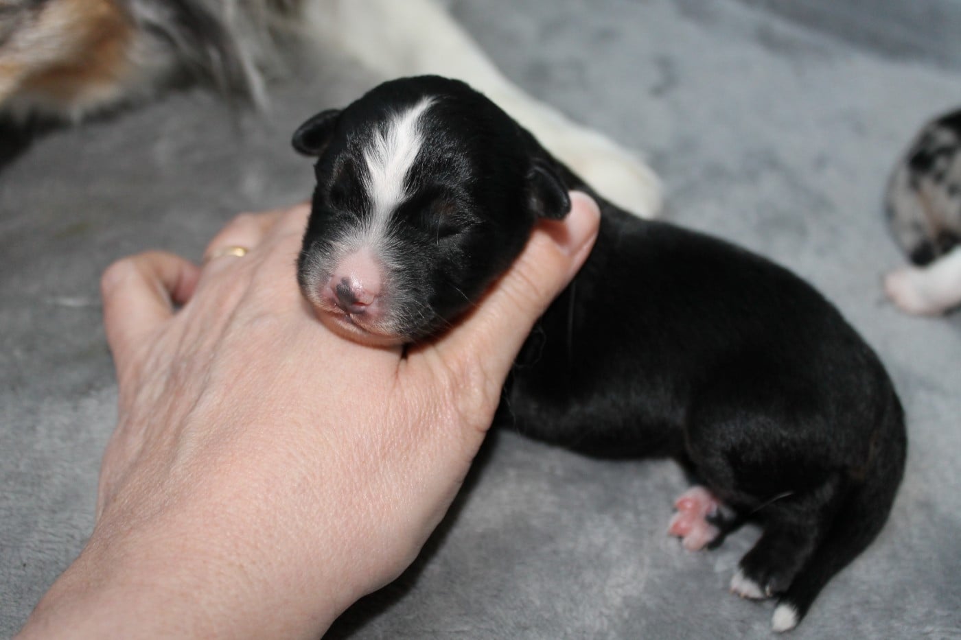 CHIOT 2 - Berger Américain Miniature 