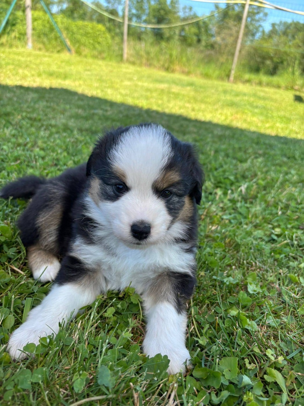 Belle
