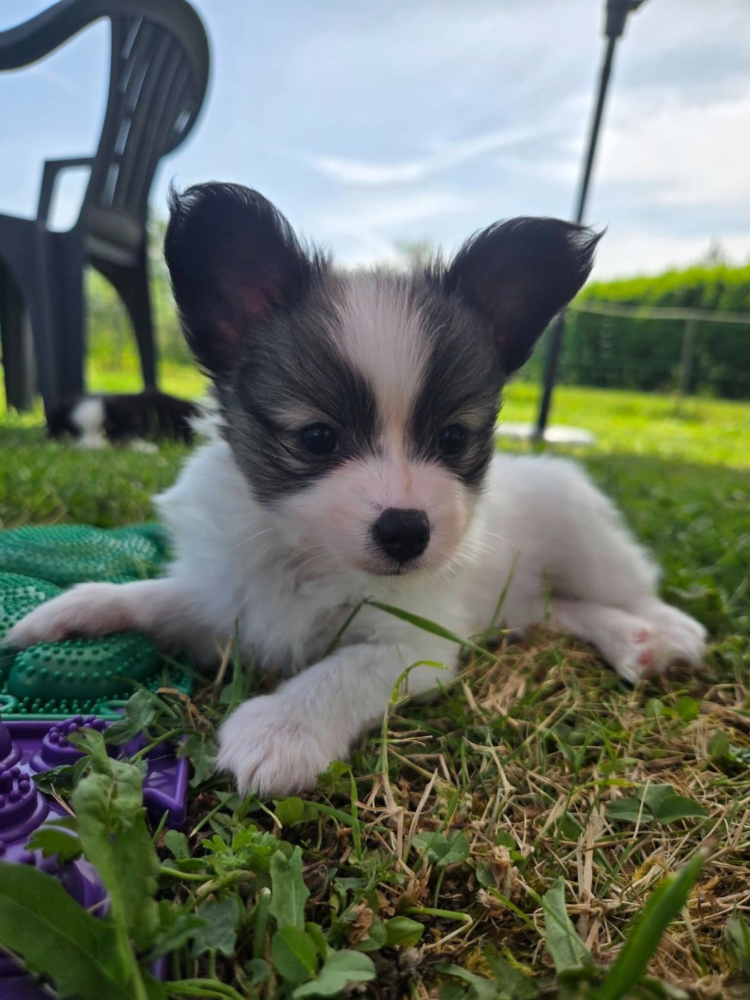 Epagneul nain Continental (Papillon) - De La Nébuleuse De Clochette