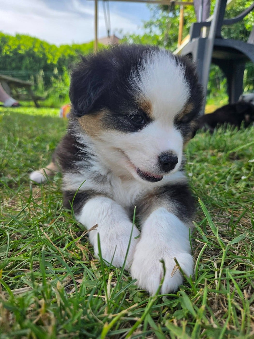 Belle