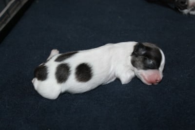 Les chiots de Epagneul nain Continental (Papillon)