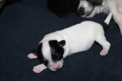 Les chiots de Epagneul nain Continental (Papillon)