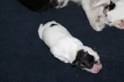 Les chiots de Epagneul nain Continental (Papillon)