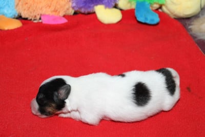 Les chiots de Epagneul nain Continental (Papillon)