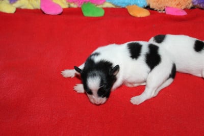 CHIOT 2 - Epagneul nain Continental (Papillon)