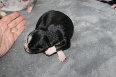 Les chiots de Berger Américain Miniature 