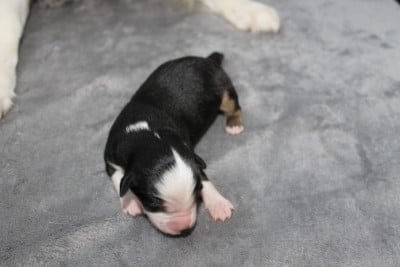 Les chiots de Berger Américain Miniature 