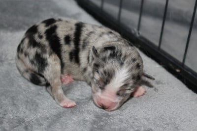 Les chiots de Berger Américain Miniature 