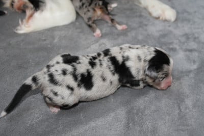 Les chiots de Berger Américain Miniature 