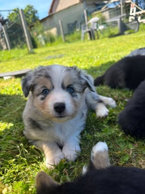 Les chiots de Berger Américain Miniature