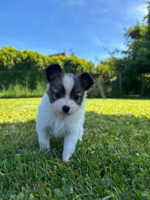 Les chiots de Epagneul nain Continental (Papillon)