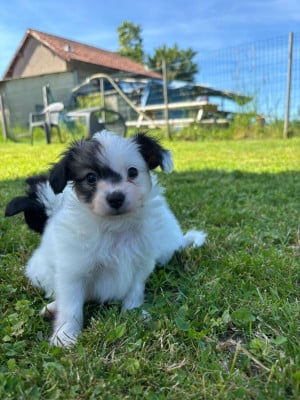 Les chiots de Epagneul nain Continental (Papillon)