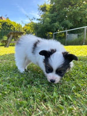 Les chiots de Epagneul nain Continental (Papillon)
