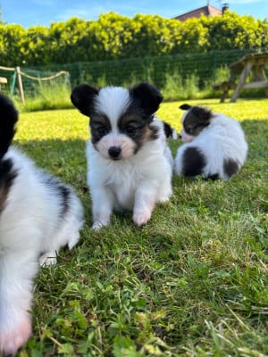Les chiots de Epagneul nain Continental (Papillon)