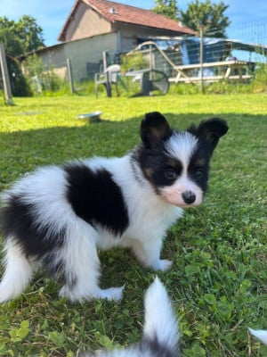 Les chiots de Epagneul nain Continental (Papillon)