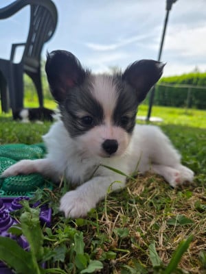 Les chiots de Epagneul nain Continental (Papillon)
