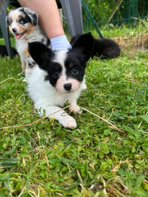 Les chiots de Epagneul nain Continental (Papillon)