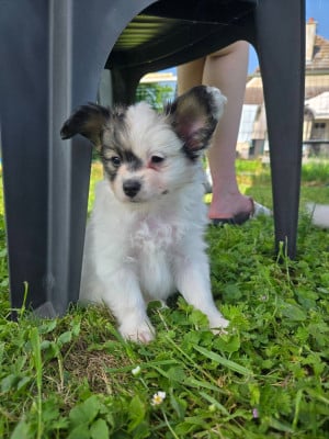 Les chiots de Epagneul nain Continental (Papillon)