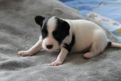 Les chiots de Epagneul nain Continental (Papillon)