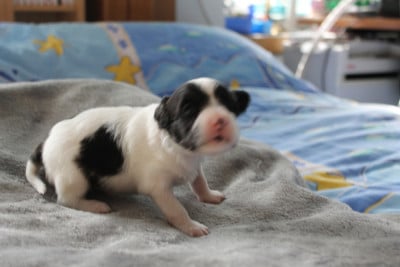Les chiots de Epagneul nain Continental (Papillon)