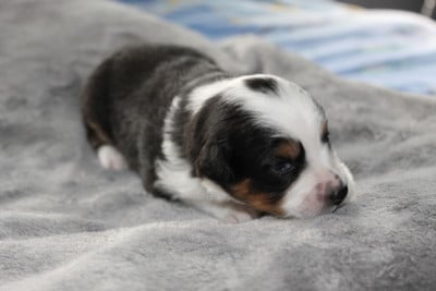Les chiots de Berger Américain Miniature 