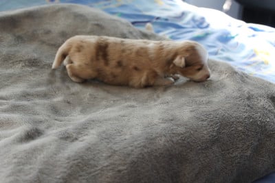 Les chiots de Berger Américain Miniature 