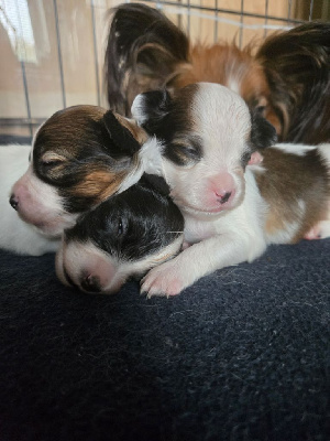 Les chiots de Epagneul nain Continental (Papillon)