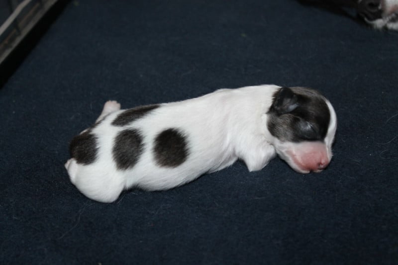 Epagneul nain Continental (Papillon) - De La Nébuleuse De Clochette