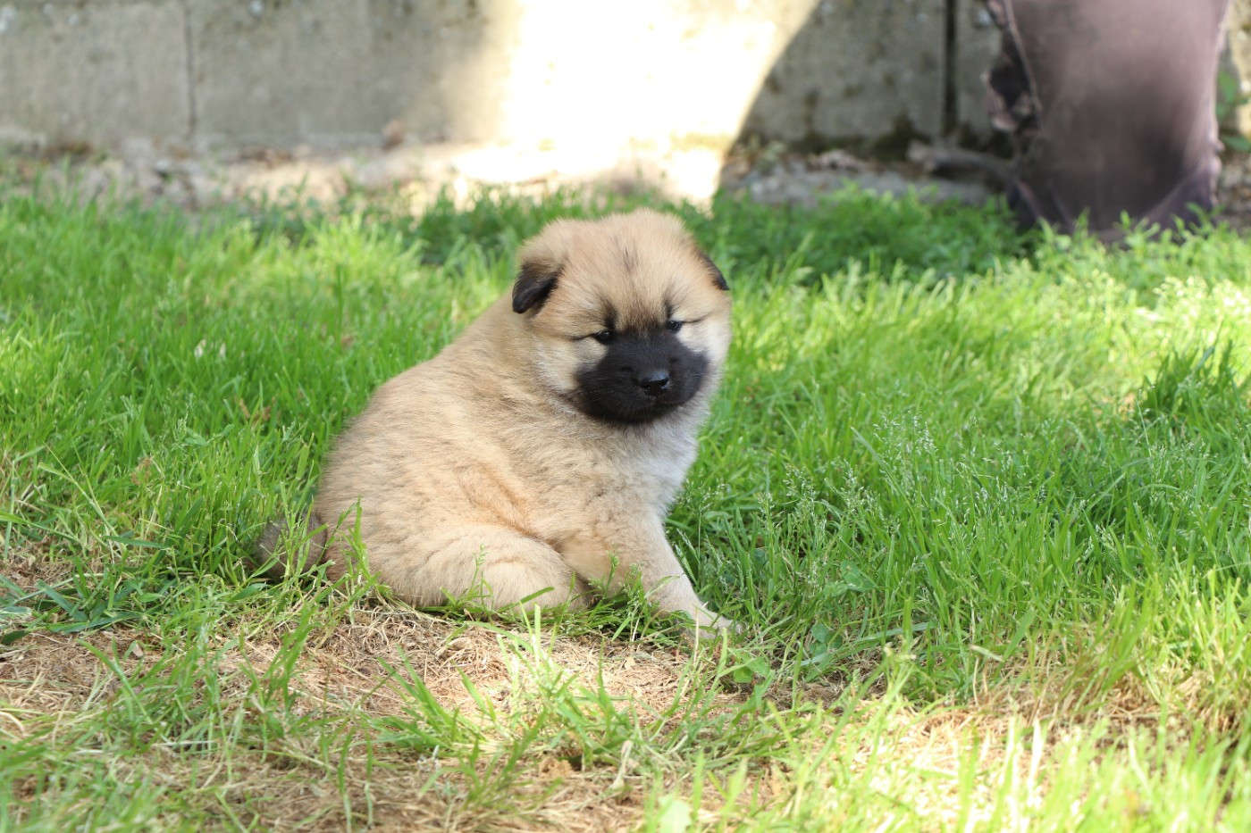 CHIOT 2 - Eurasier