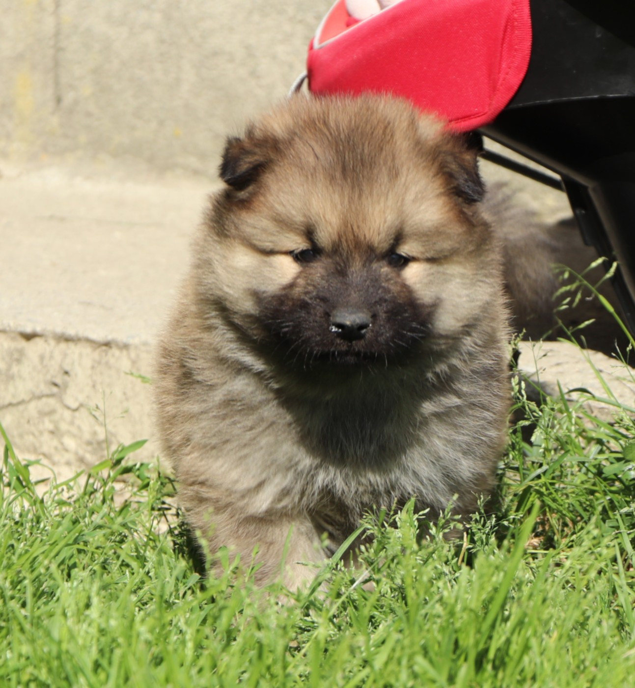 CHIOT 4 - Eurasier