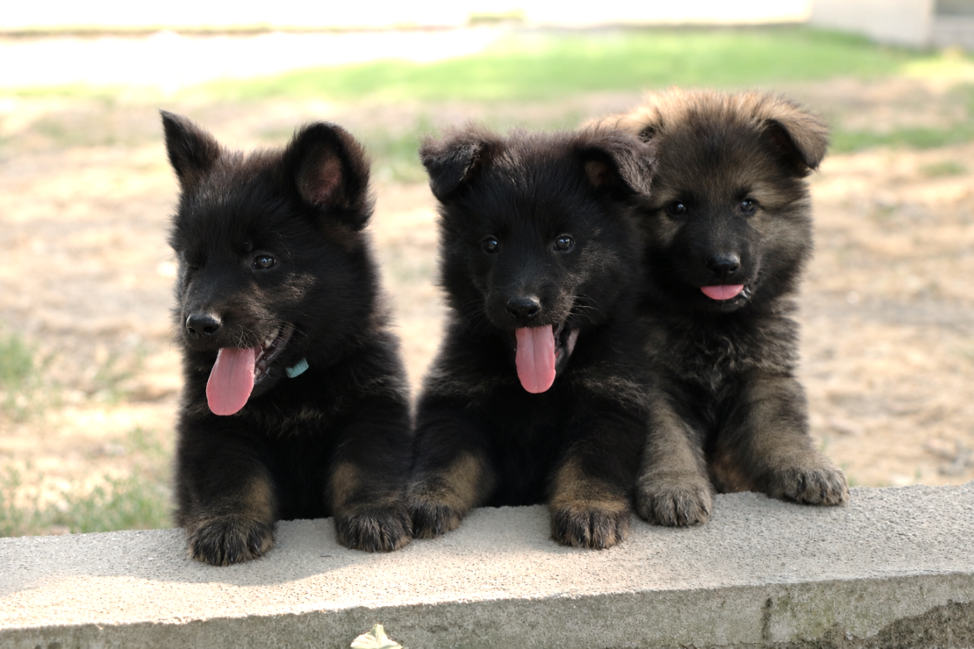 Chiots De La Race Berger Allemand Poil Long Disponibles Sur Chiots de 
