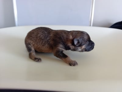 Les chiots de Eurasier