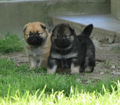 Les chiots de Eurasier