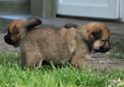 Les chiots de Eurasier