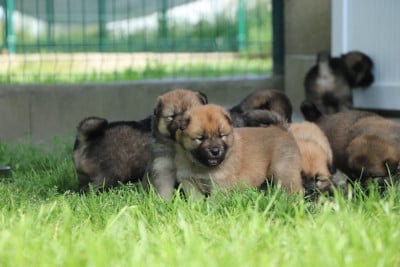 Les chiots de Eurasier
