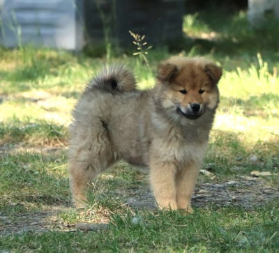 Les chiots de Eurasier