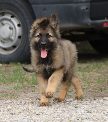 Les chiots de Berger Allemand Poil Long
