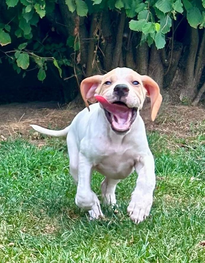 BUD