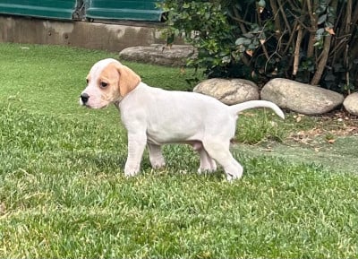 Les chiots de Pointer