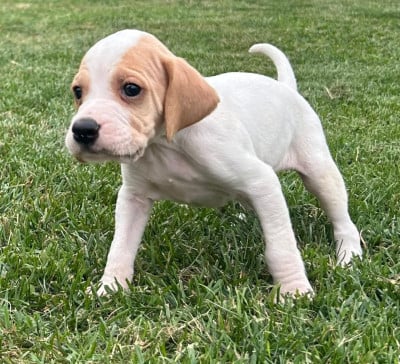 Les chiots de Pointer