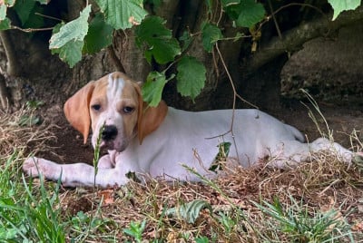 Les chiots de Pointer