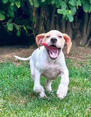 Les chiots de Pointer