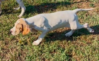 Les chiots de Pointer