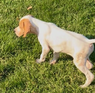 Les chiots de Pointer