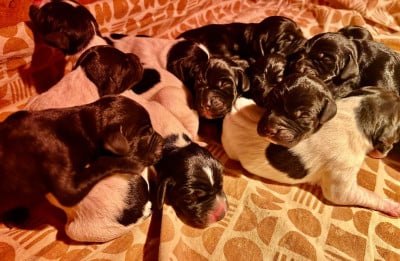 Les chiots de Pointer