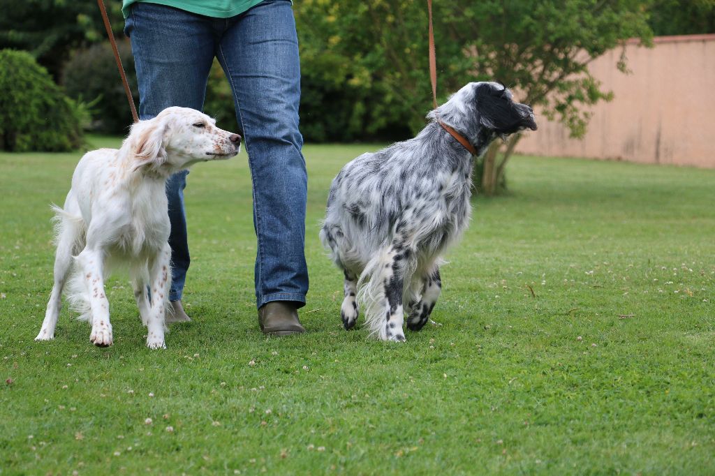 La senorita du ker de l'isle - 1er EXCELLENT