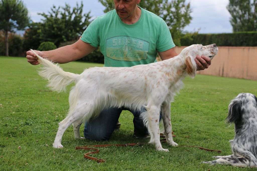 La senorita du ker de l'isle - 1er EXCELLENT Meilleur jeune